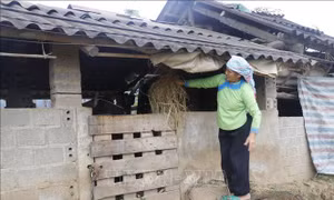 Lào Cai bảo vệ đàn vật nuôi trước rét hại kéo dài