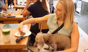Dogood Café - Góc nhỏ ấm áp cho những người yêu chó ở Brussels