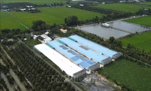 Đồng Tháp: Trại vịt quy mô lớn gây ô nhiễm kéo dài không được xử lý