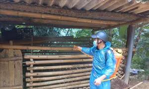 Hà Giang khẩn trương khống chế dịch tả lợn châu Phi