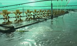 Giá tôm nguyên liệu tăng trở lại, người dân tích cực thả giống