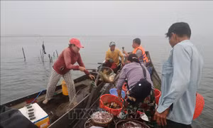 Chợ sớm Cồn Gai - nhịp sống người dân vùng sông nước Tam Giang
