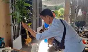 Khánh Hòa triển khai các biện pháp phòng, chống sốt xuất huyết