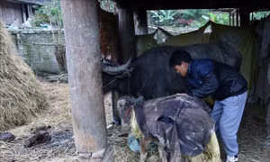 Tuyên Quang chủ động phòng chống đói, rét cho vật nuôi 