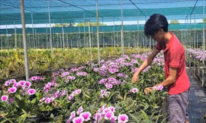 Sức mua ảm đạm tại nhiều nhà vườn trồng lan