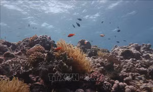 Rạn san hô Great Barrier bị đe dọa tẩy trắng trên diện rộng