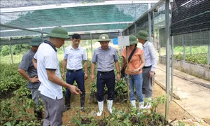 Phát triển nguồn gen dược liệu na rừng tại các tỉnh Bắc Trung Bộ