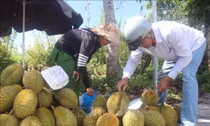 Thị trường sầu riêng miền Tây lo ngại thời điểm chính vụ