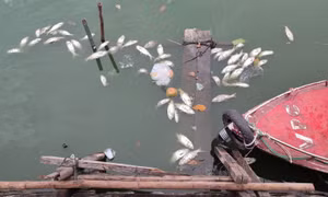 Lại xuất hiện cá chết nổi tại Hồ Tây