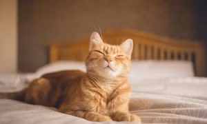 Giải mã bí ẩn di truyền về màu lông mèo cam