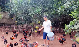 Khó khăn trong phát triển chăn nuôi đặc sản gà Móng