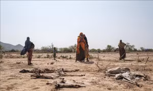 Hàng triệu gia súc tại Ethiopia chết do hạn hán nghiêm trọng