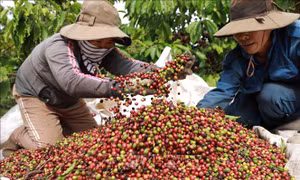 Chủ động nắm bắt thông tin thị trường trước biến động của giá cà phê