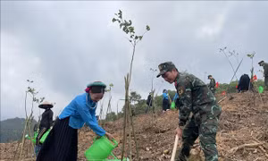 Quảng Ninh sẽ trồng 1 triệu cây xanh trong dịp Tết trồng cây