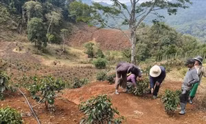Quảng Ngãi cảnh báo thời tiết cực đoan do mưa trái mùa