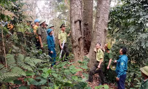 Tuyên Quang rà soát, điều chỉnh phương án phòng, chống cháy rừng mùa nắng nóng