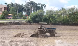 Nông dân các tỉnh ven biển nên xuống giống sớm để tránh hạn mặn
