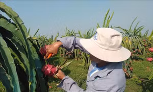 Bình Thuận tăng diện tích vùng trồng thanh long theo tiêu chuẩn VietGAP