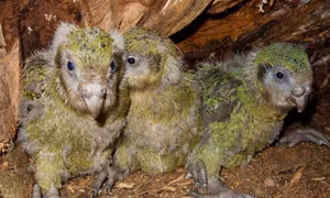 Giải trình tự gene giúp bảo tồn loài vẹt Kakapo đang có nguy cơ tuyệt chủng
