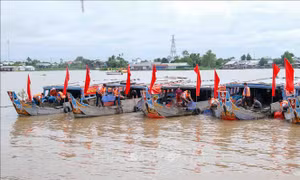 Thả hơn 1 triệu con cá giống xuống sông Hậu để tái tạo nguồn lợi thủy sản