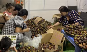Lễ hội mùa trái chín 2025 có thể tạm dừng vì thời tiết không thuận lợi