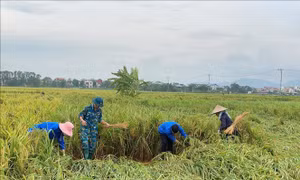 Một số tỉnh, thành phố đã không còn diện tích lúa và hoa màu ngập úng