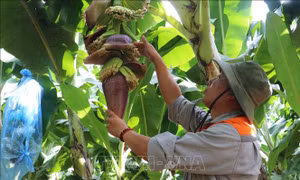 Hàn Quốc: Chuỗi cửa hàng GS25 chọn trang trại chuối tại Việt Nam làm nguồn cung 