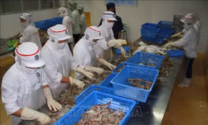 Kinh tế 2023, dự báo 2024: Bạc Liêu lần đầu cán mốc xuất khẩu 1 tỷ USD