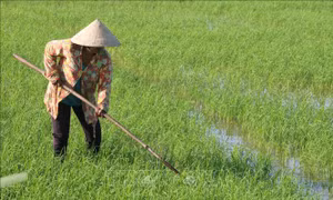Hiệu quả kinh tế từ trồng lúa giảm phát thải