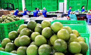 Thúc đẩy kí kết Nghị định thư, rút ngắn thời gian xuất khẩu quả bưởi và bơ sang Trung Quốc