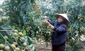 Vượt bất lợi thời tiết, nhãn lồng Hưng Yên khẳng định thương hiệu