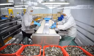 Tăng cường truy xuất nguồn gốc, bảo đảm chất lượng nông, lâm, thủy sản xuất khẩu