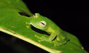 Phát hiện loài ếch mới ở Panama
