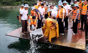 Tái tạo nguồn lợi thủy sản lòng hồ Hòa Bình, bảo vệ hệ sinh thái tự nhiên