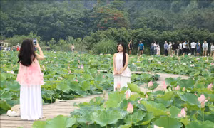 Mùa sen nở rộ hút du khách đến vùng non nước Ninh Bình
