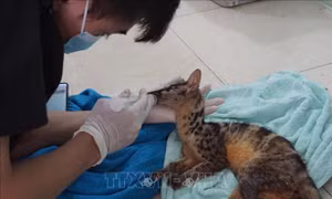 Ninh Bình: Cứu hộ thành công hai cá thể cầy vằn bắc quý hiếm