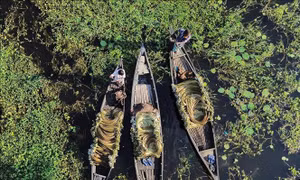 Mùa thu hoạch hoa súng ở Bangladesh