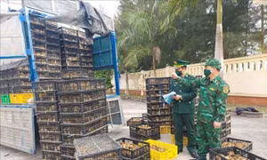 Thu giữ trên 75.000 con gia cầm và cá giống không rõ nguồn gốc