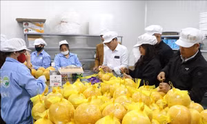 Xuất khẩu bưởi Hòa Bình sang thị trường EU