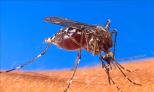 Nga cảnh báo khả năng gia tăng số ca nhiễm virus Tây sông Nile 