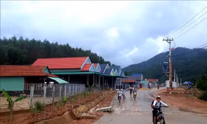 Đồng bào H'rê 'an cư, lạc nghiệp' ở Khu tái định cư hồ Đồng Mít