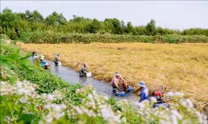 Nông dân trúng đậm vụ lúa trên đất nuôi tôm