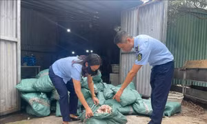 Thu giữ hơn 33 tấn thực phẩm đông lạnh bốc mùi, không rõ nguồn gốc