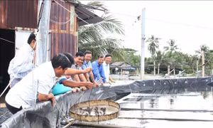 Khuyến cáo không phát triển ồ ạt nuôi cá trong ao tôm