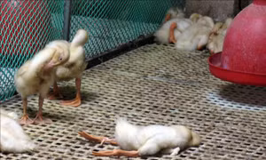 Quảng Ngãi tiêu hủy gia cầm mắc cúm A (H5N1)