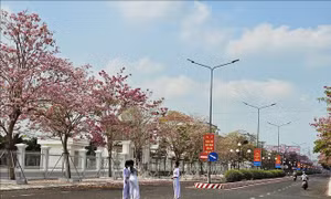 Rực rỡ Tuần lễ Hoa kèn hồng lần thứ nhất tại Sóc Trăng