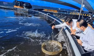Đầu tư khoa học công nghệ để tăng năng suất, nâng chất cho thủy sản Việt