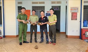 Người dân tự nguyện giao nộp 5 con rùa núi vàng quý hiếm