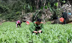 Phát hiện, phá bỏ nhiều điểm trồng cây thuốc phiện trái phép 