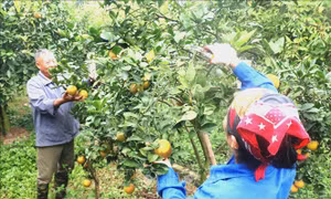 Cam vào vụ, tiêu thụ dễ dàng